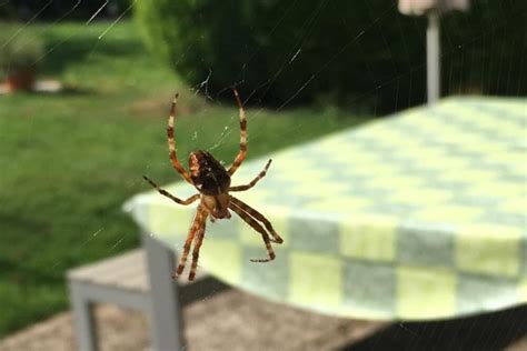 How to Keep Spiders Off Patio Furniture: And Why They Might Be Planning a Picnic