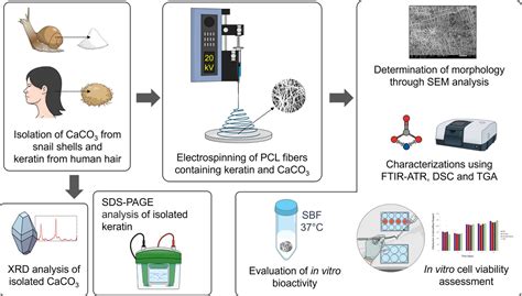 Polycaprolactone: A Sustainable Marvel for Tissue Engineering and Biodegradable Implants!