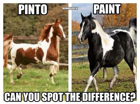 What's the Difference Between a Pinto and a Paint Horse? And Why Do They Both Look Like They’ve Been Spilled On?