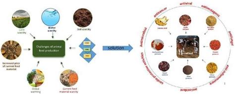 Wheat Bran: A Versatile Ingredient for Sustainable Food Production and Animal Feed Development!